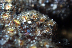 Botryllus