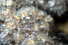 Botryllus