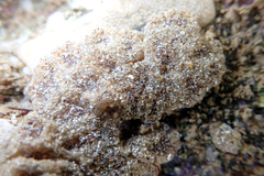 Botryllus