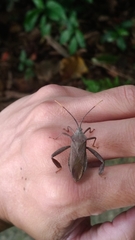 Pseudomictis obtusispinus