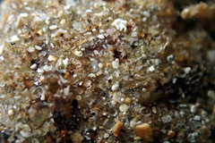Botryllus