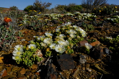 Drosanthemum framesii
