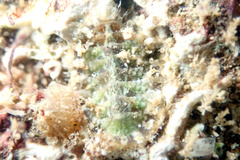 Plaxiphora matthewsi