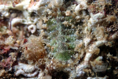Plaxiphora matthewsi