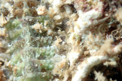 Plaxiphora matthewsi