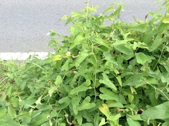Aristolochia debilis