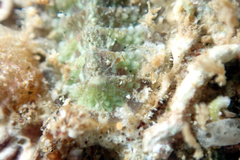 Plaxiphora matthewsi