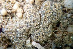 Botryllus
