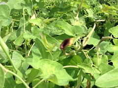 Aristolochia debilis