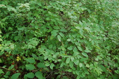 Spiraea crenata
