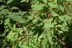 Spiraea crenata