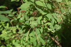 Spiraea crenata