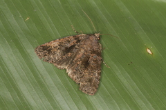 Encruphion xanthotricha