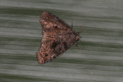 Encruphion xanthotricha