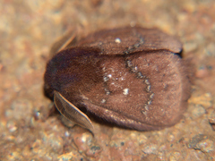 Pseudolyra