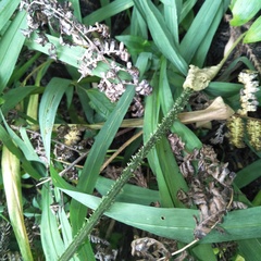 Diplazium kawakamii