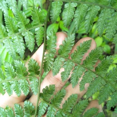 Diplazium kawakamii