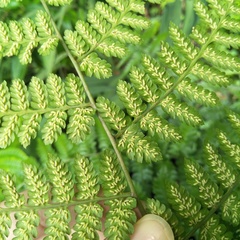 Diplazium kawakamii