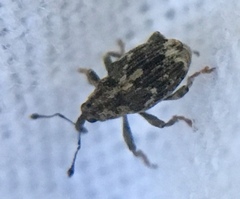 Datonychus melanostictus