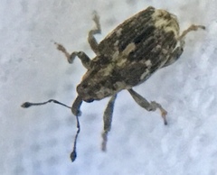 Datonychus melanostictus