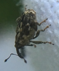 Datonychus melanostictus