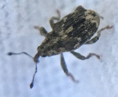 Datonychus melanostictus