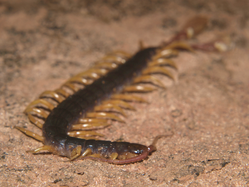 Alipes appendiculatus