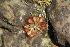 Drosera dielsiana