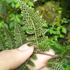 Cornopteris banajaoensis