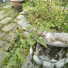 Cornopteris banajaoensis
