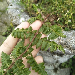 Cornopteris banajaoensis