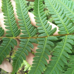 Cornopteris banajaoensis