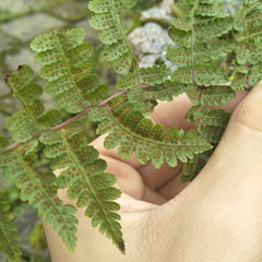 Cornopteris banajaoensis