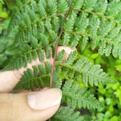 Cornopteris banajaoensis