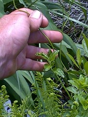 Wahlenbergia rivularis