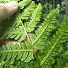 Cornopteris banajaoensis