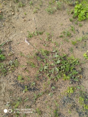 Silene gallica gallica