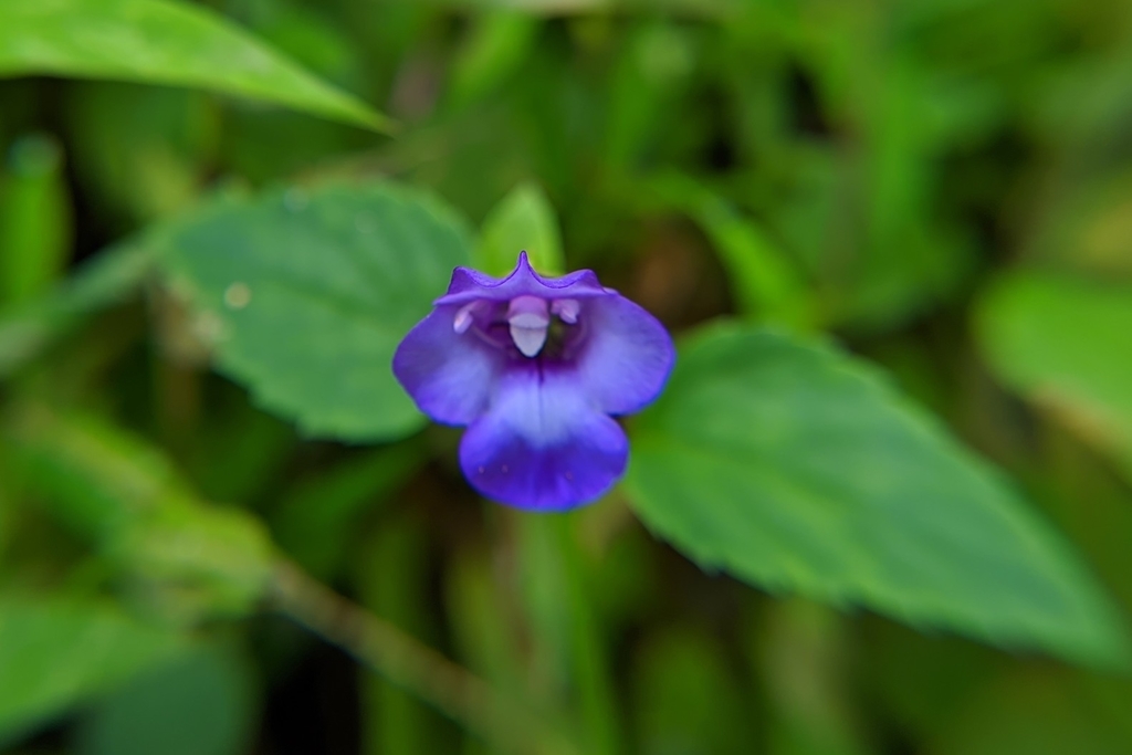 Asiatic Wishbone Flower from Lokhra, Guwahati, Assam, India on ...