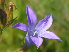 Wahlenbergia virgata