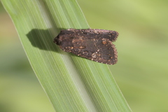 Condica abida