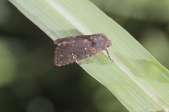 Condica abida