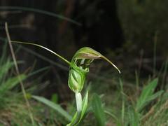 Pterostylis aestiva