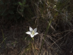 Wahlenbergia virgata