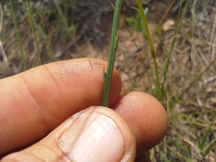 Wahlenbergia virgata