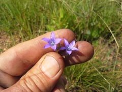 Wahlenbergia virgata