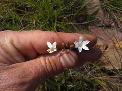 Wahlenbergia virgata