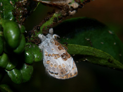 Lachnocnema bibulus