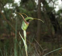 Pterostylis laxa