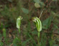 Pterostylis aestiva