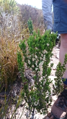 Erica triflora